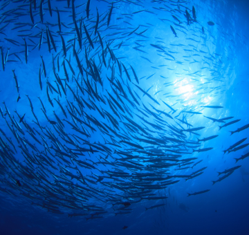 Seafood and Sustainability